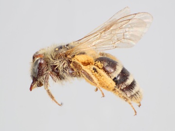 [Andrena canadensis female thumbnail]